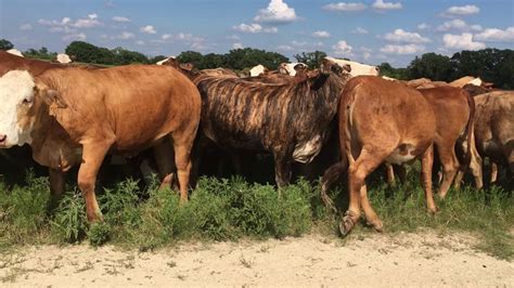 F1 Brafordtigerstripe Bred Heifers Youtube