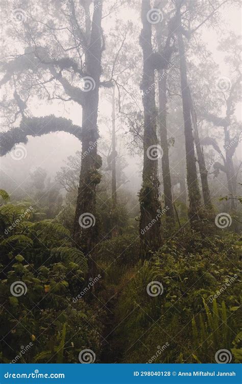 A Forest Full of Fog with a Scary Feel Stock Photo - Image of full ...