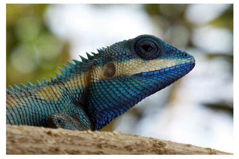 Blue Crested Lizard by kiew1 on DeviantArt