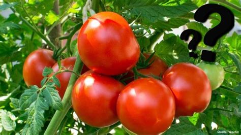 Tomaten düngen Wie oft Sie Pflanzen behandeln sollten FOCUS de