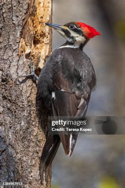 582 Woodpecker Holes In Trees Stock Photos, High-Res Pictures, and Images - Getty Images