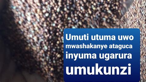 Umuti Utuma Uwo Mwashakanye Ataguca Inyuma Umukunzi Wawe Agaruka Yiruka