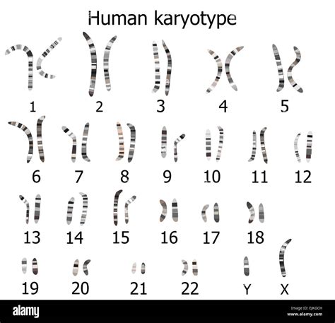 Karyotype 