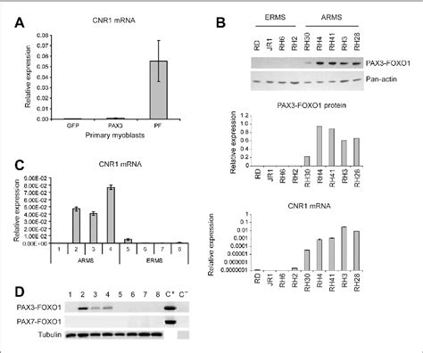 Figure 3 From Molecular And Cellular Pathobiology Pax3 Foxo1 Induces