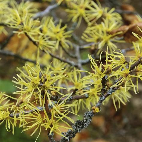 Common Witch Hazel Hamamelis Virginiana My Garden Life