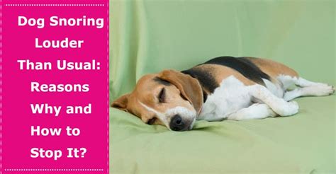 Dog Snoring Louder Than Usual: Reasons Why Your Dog Is Snoring and How ...