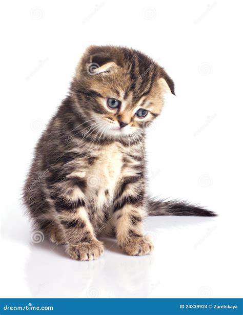 Sad Little Kitten Stock Photo Image Of Background Purr 24339924