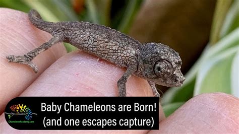 Baby Jacksons Chameleons Born And One Escapes Capture Youtube