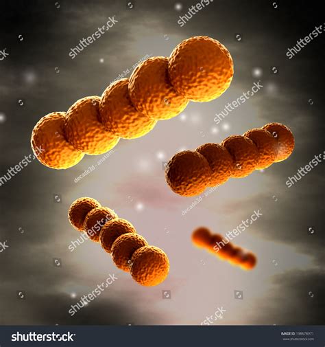 Streptococcus - Spherical Gram-Positive Bacteria In Detail Stock Photo ...