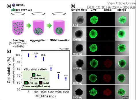 A Schematic Of Spheroid Assembly Using Menps During Fabrication Of Download Scientific