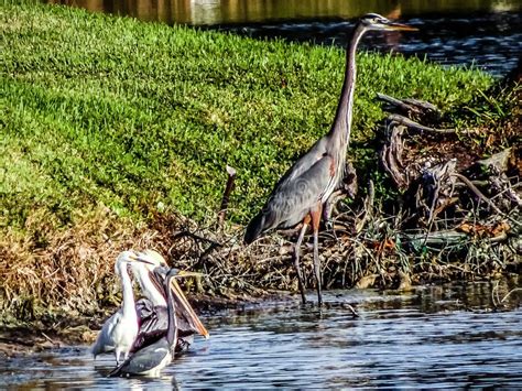 Birds Wading in the Swamps of the Everglades in Florida Stock Image ...