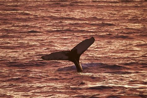 Humpback Whale Photo Imagebroker Alimdi Arterra