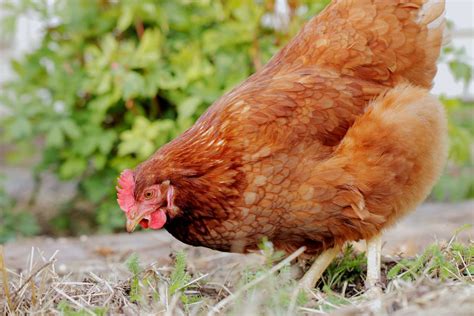 Chicken Laying Eggs Without Shells