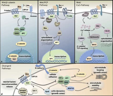 Schematic Summary Of Wnt Pathways See Text Download Scientific Diagram