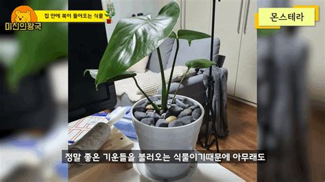 집안에 두면 밤낮으로 재물운이 쏟아집니다 꼭 키워야 하는 재물을 불러오는 식물