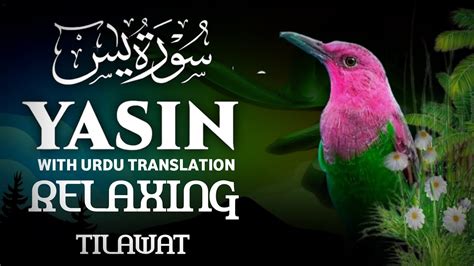 Yasin With Urdu Translation Full Surah Yaseen Quran With Urdu English