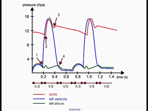 Cardiac Cycle Graph Explained Year Revision Youtube