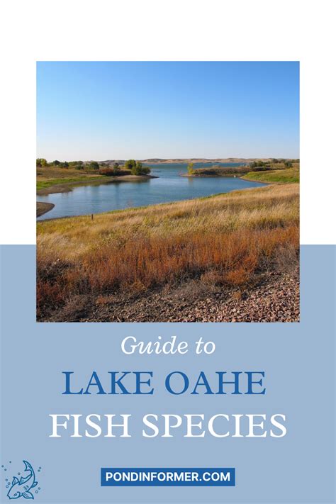 List Of Fish Species In Lake Oahe 2023 Updated Artofit