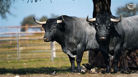 Estos Son Los Toros De Victorino Mart N Para Fallas Torosenelmundo