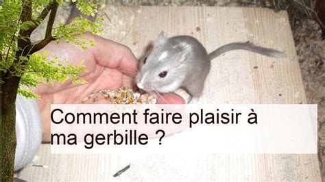 Comment Faire Plaisir Ma Gerbille Faq Gerbilles Youtube