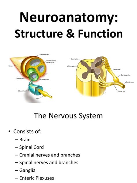 Neuroanatomy Structure Andfunction Spinal Cord Motor Neuron