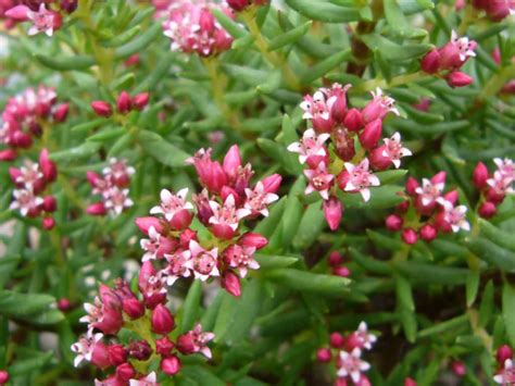 Crassula Sarcocaulis Bonsai Crassula World Of Succulents