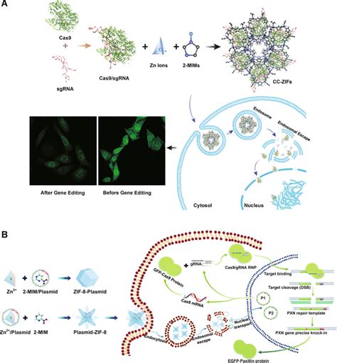 Imidazole Based Ph Responsive Crispr Cas9 Delivery Nanoformulations Download Scientific