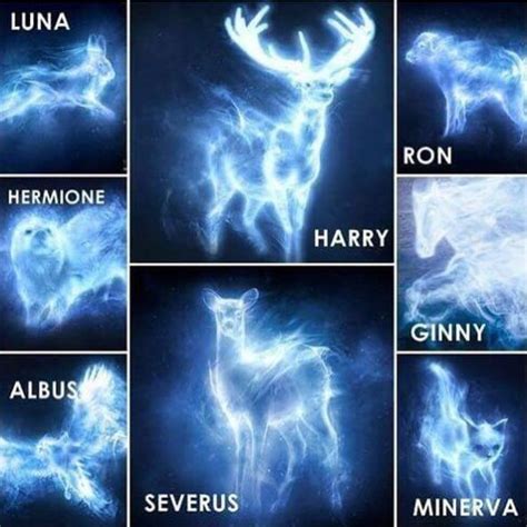 Patronus. Harry Potter. Harry Potter World, Serie Harry Potter, Classe ...