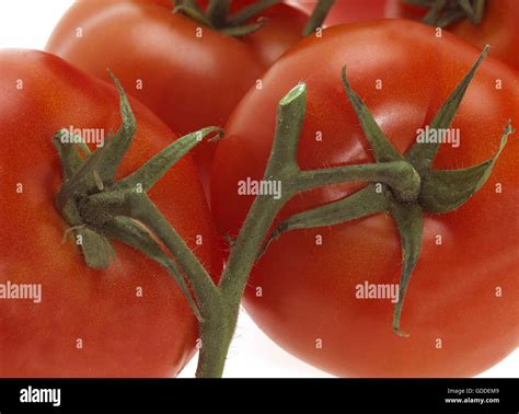 Solanum Lycopersicum Banque De Photographies Et Dimages Haute