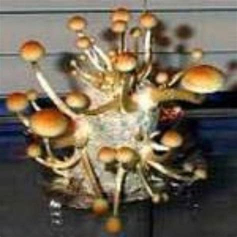 Psilcocybe Cubensis Mazatapec Mushroom Spores Premium Spores