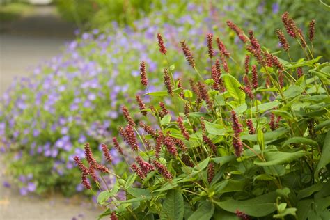 Persicaria Inverleith Scott Weber Flickr