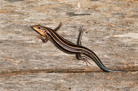 Hibernation Habits of Five-lined Skinks - Steve Creek Wildlife Photography