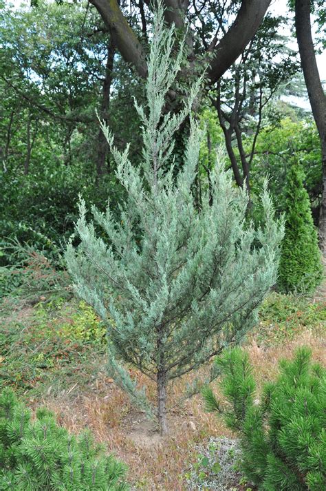 Rocky Mountain Juniper | Mini-Grow Kit – The Jonsteen Company