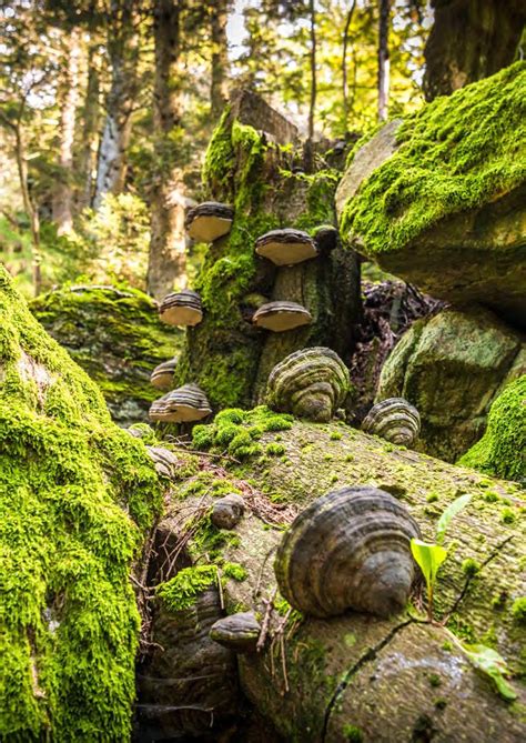 Bn Informiert Nationalpark Bayerischer Wald By Bund Naturschutz In