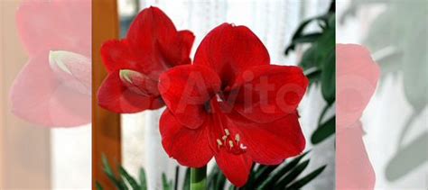 Гиппеаструм купить в Нижнем Новгороде | Товары для дома и дачи | Авито