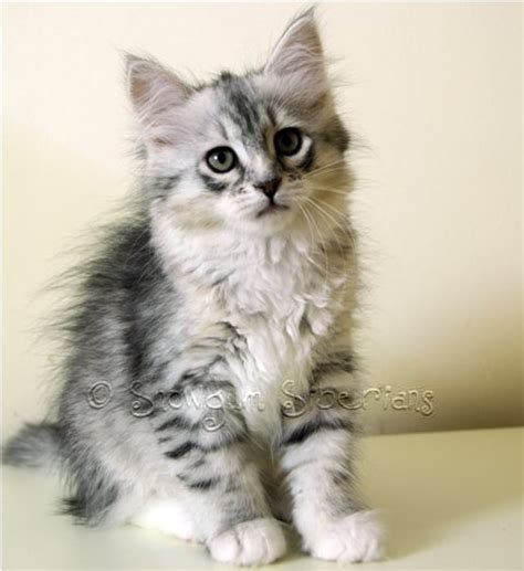 Silver Tabby Siberian Cat