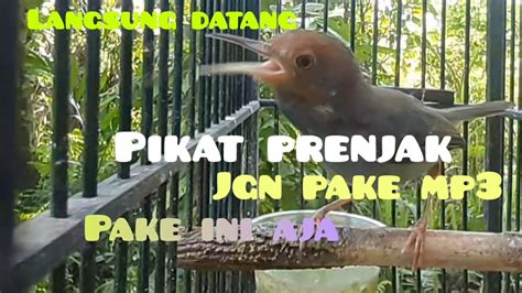 SUARA PRENJAK GACOR Untuk Pikat Dan Masteran Prenjak Lain YouTube