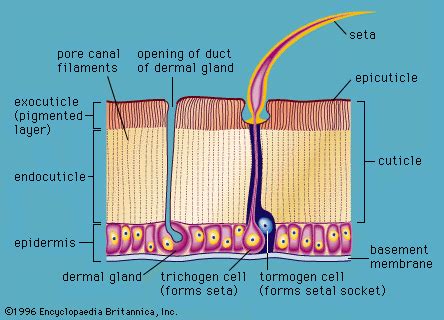 Arthropod Definition Examples Characteristics Classes Groups