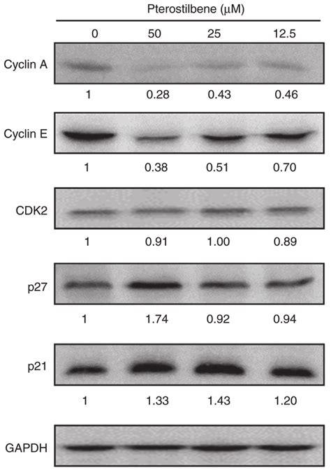 Effects Of Pterostilbene On S Phase Associated Regulatory Proteins The