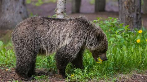 Uncle Reveals Canadian Couple's Chilling Final Message Before Banff Bear Attack