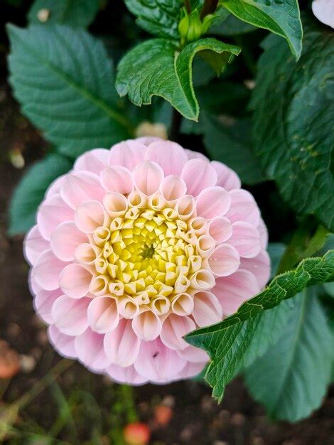 Premium Photo Dahlia Pompom Pink