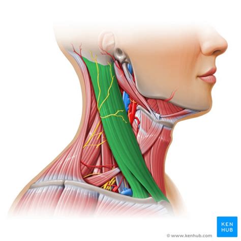 Sternocleidomastoid Muscle Pain