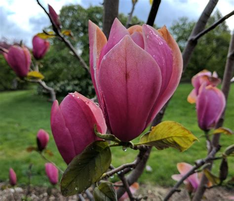 magnolia cultivars   trees  shrubs