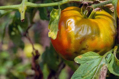 Reconnaître et traiter le mildiou sur les tomates nos conseils pour