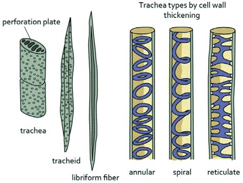 Xylem Tissue Structure