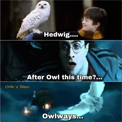 Sad owl : meme