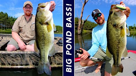 3 Steps To Grow Big Bass In Ponds YouTube