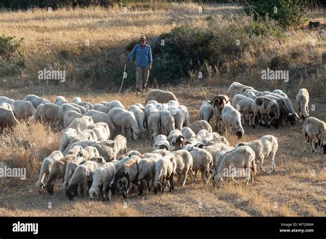 Chios sheep hi-res stock photography and images - Alamy