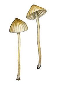 dzeltenmalu sēntiņa Mycena citrinomarginata Gillet Sēnes