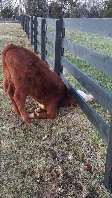 Pin By Joann Mcdonald On Cow Barn Cute Baby Cow Fluffy Cows Happy Cow